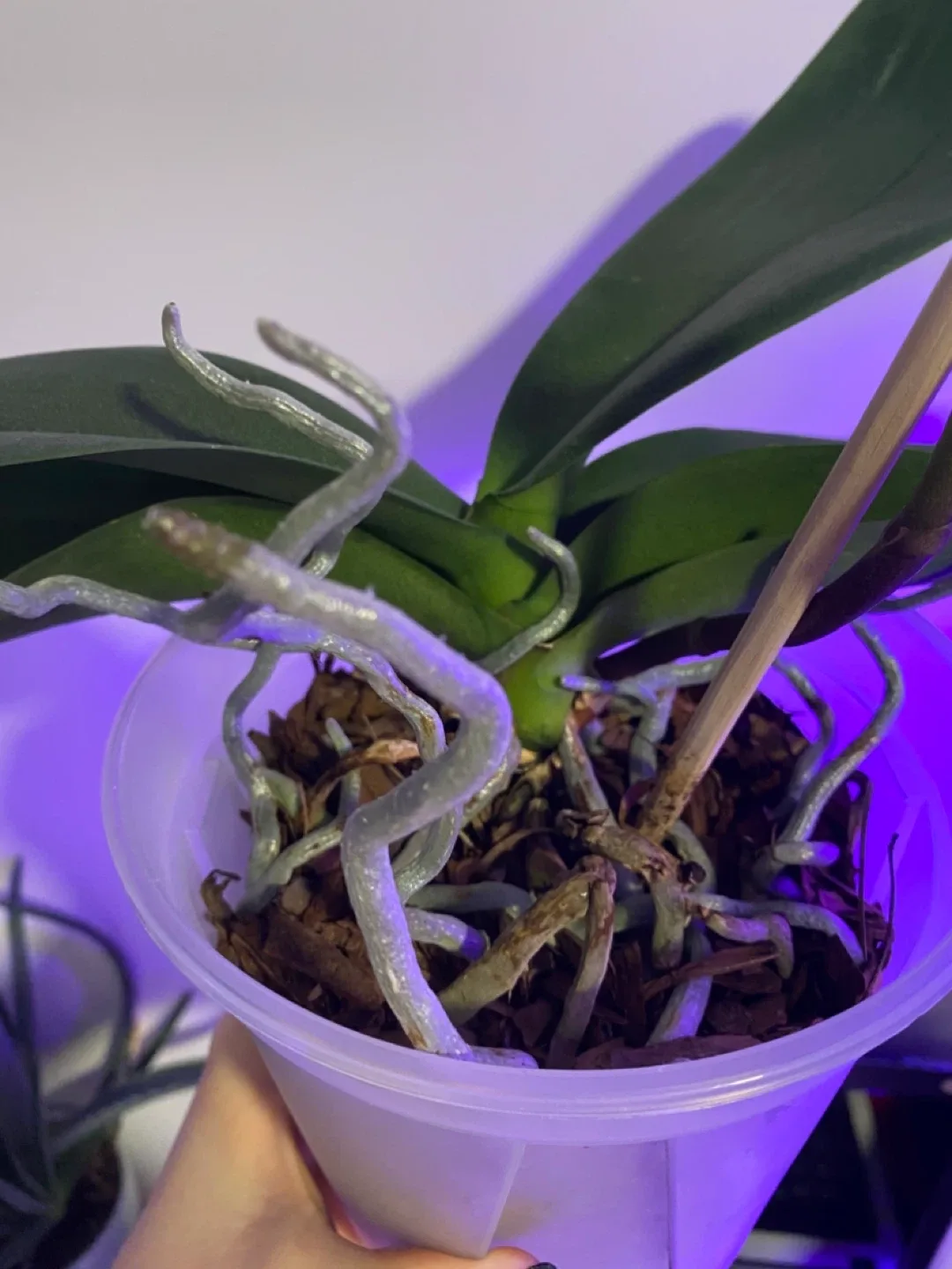 Orchid ready to bloom image indicator(2)