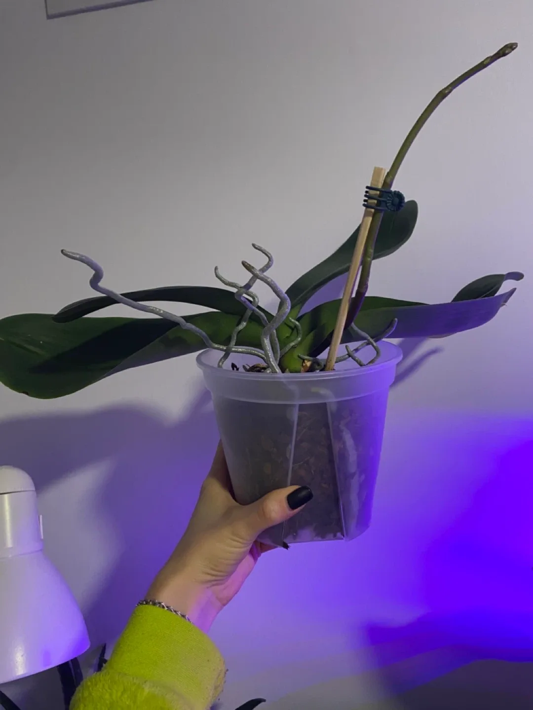 Orchid ready to bloom