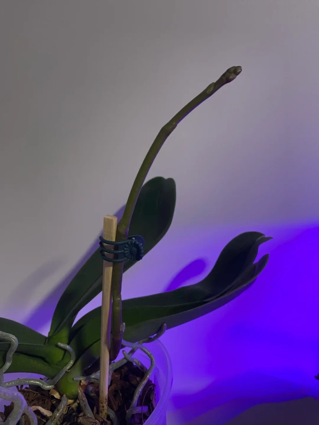 Orchid ready to bloom image indicator(3)