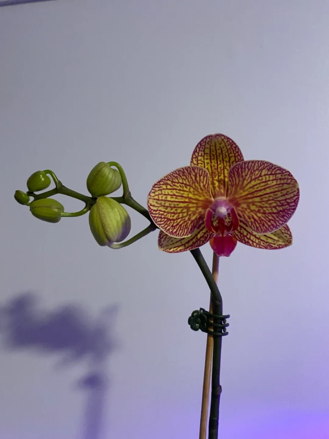 Orchid ready to bloom🌸