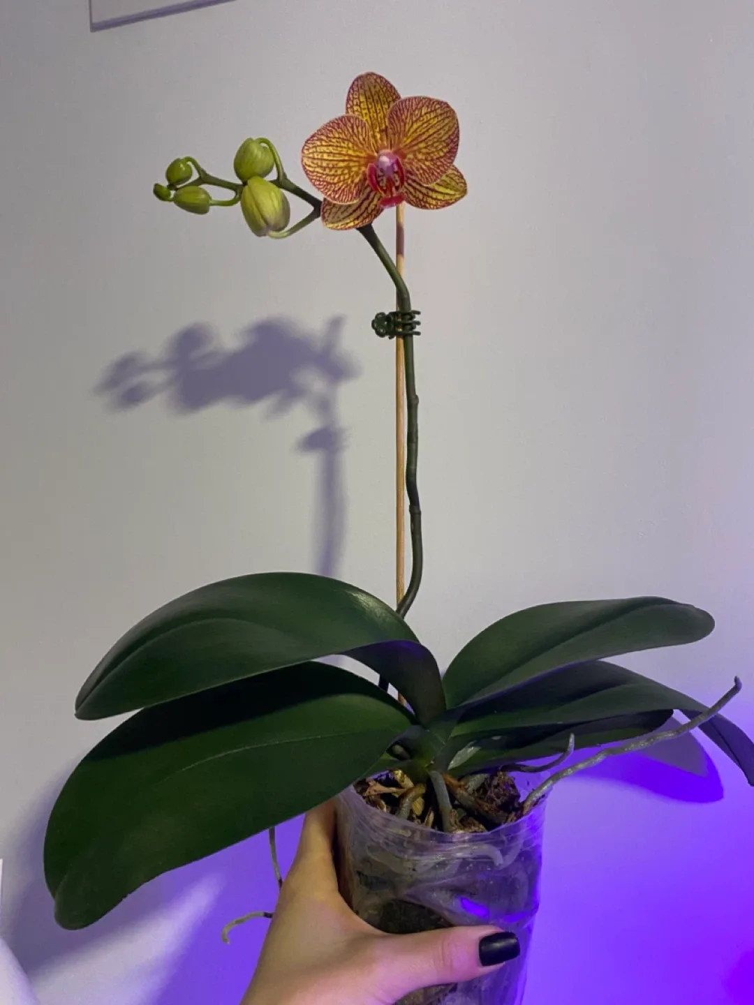 Orchid ready to bloom🌸 image indicator(2)