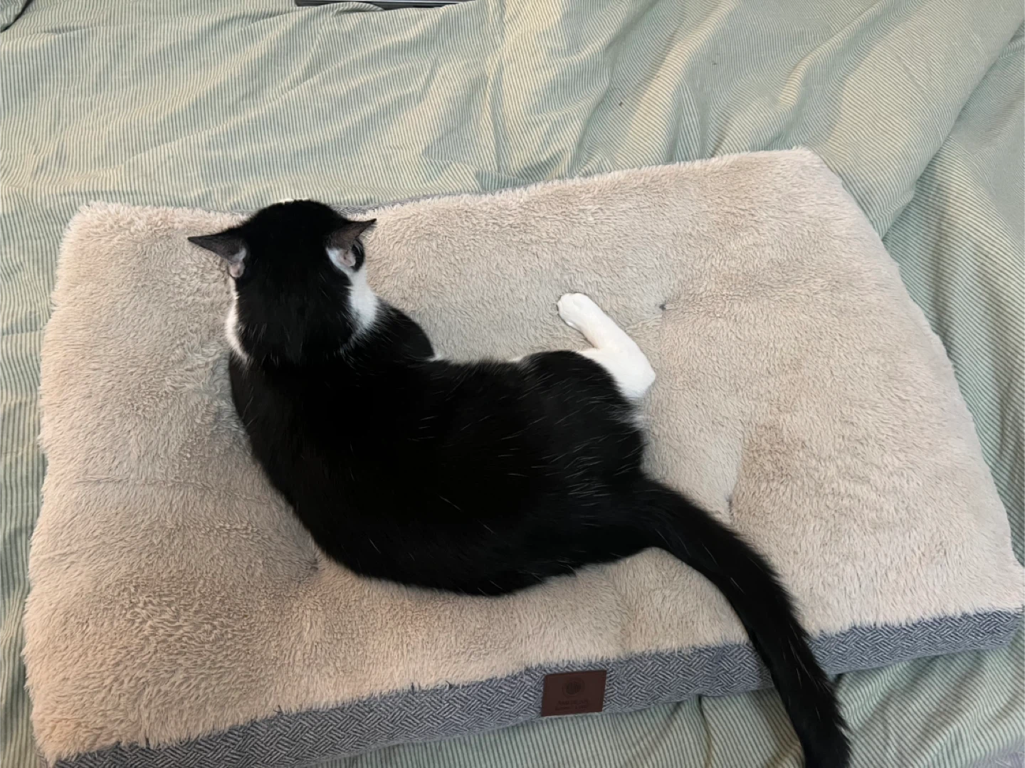 Cat Bed - 30" x 22"