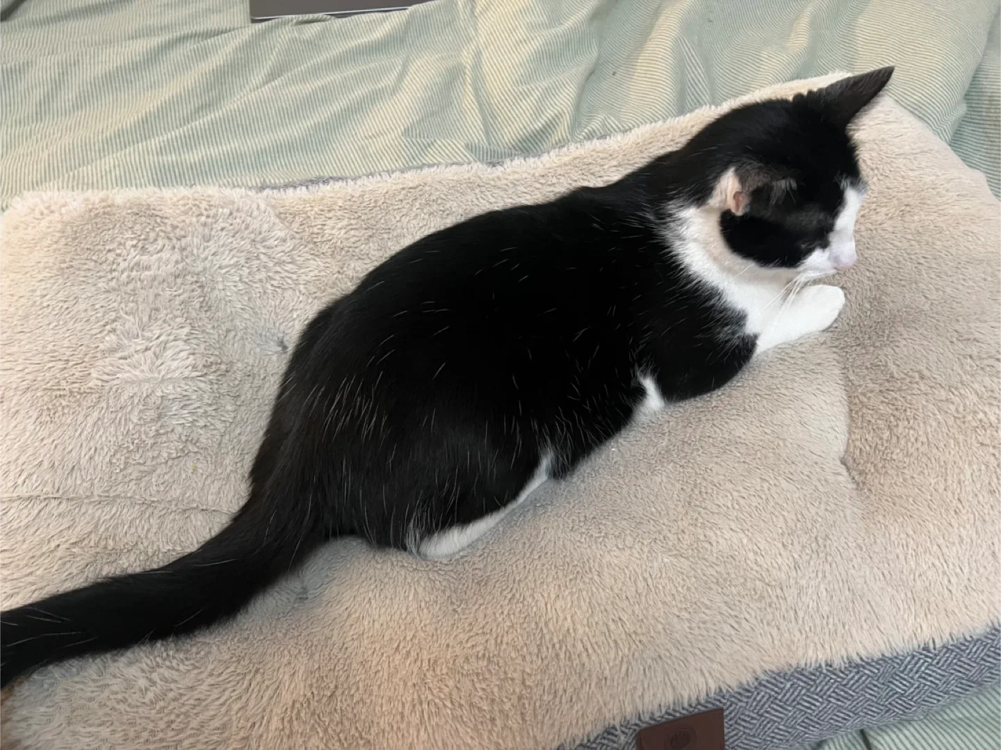 Cat Bed - 30" x 22" image indicator(2)