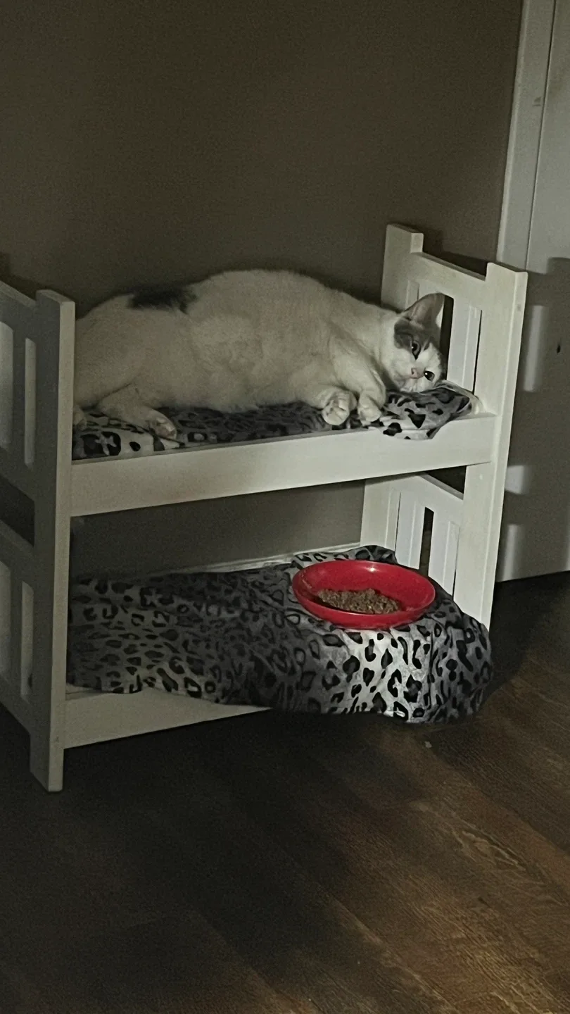 #Cleanout   Cat bunk bed