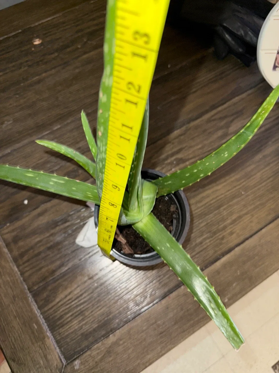 #cleanout Aloe Vera Plant in Pot