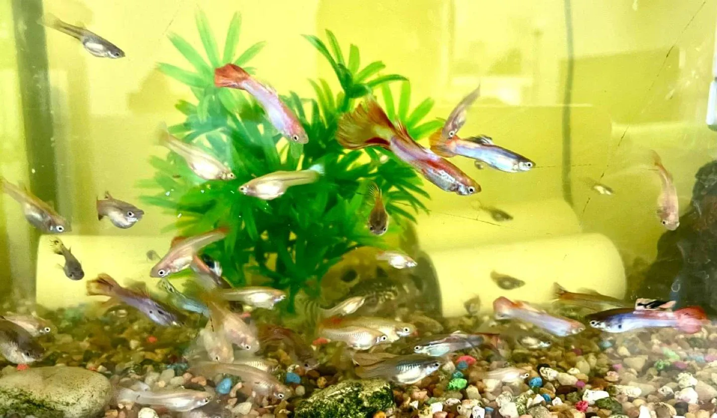 Guppies for sale