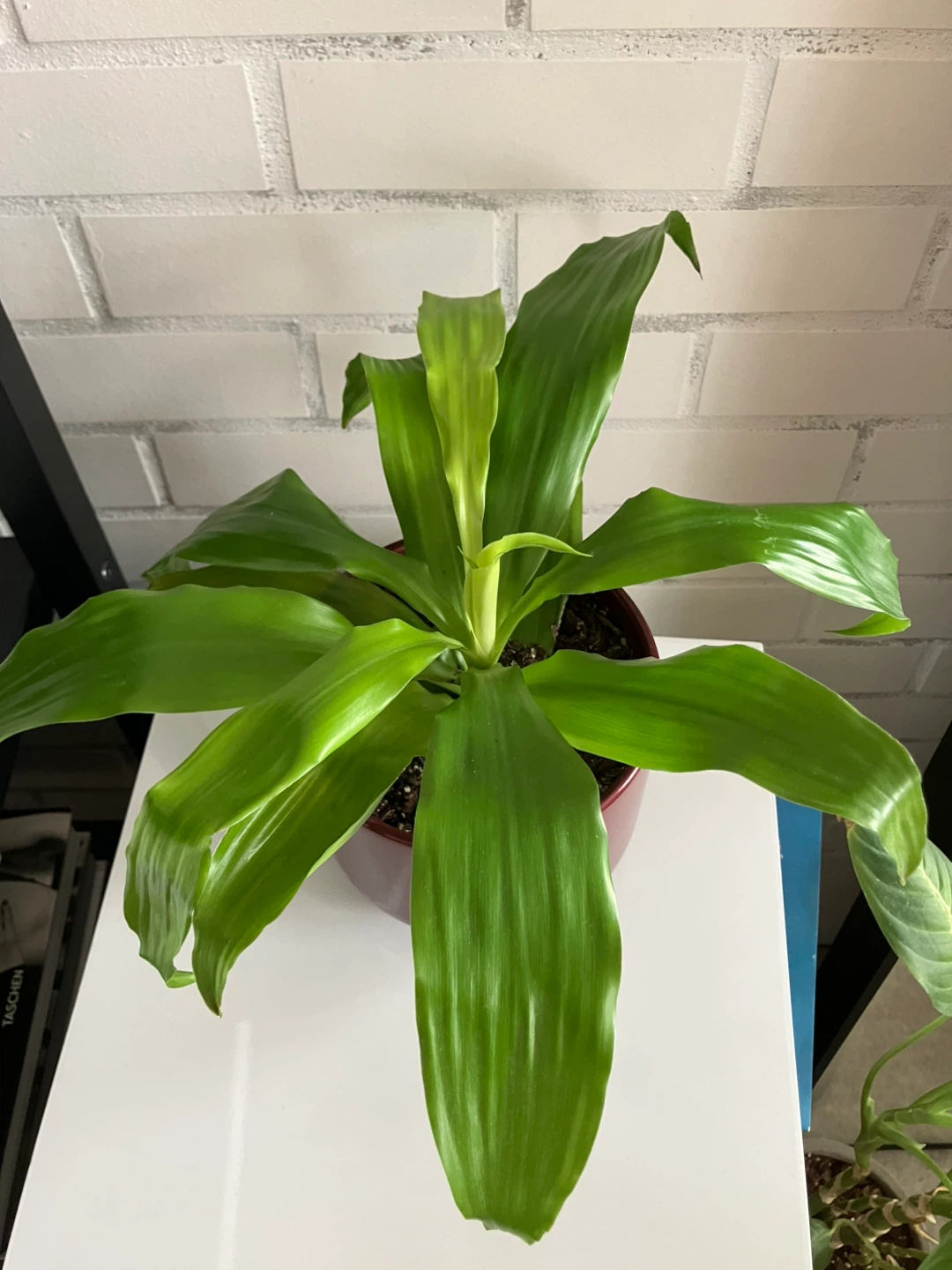 Dracaena Limelight Houseplant in IKEA planter pot - photo 2