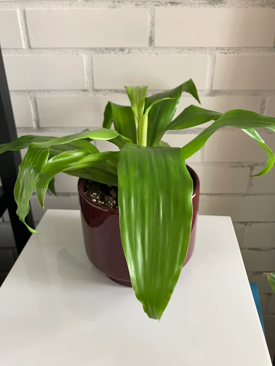 Dracaena Limelight Houseplant in IKEA planter pot - photo 3