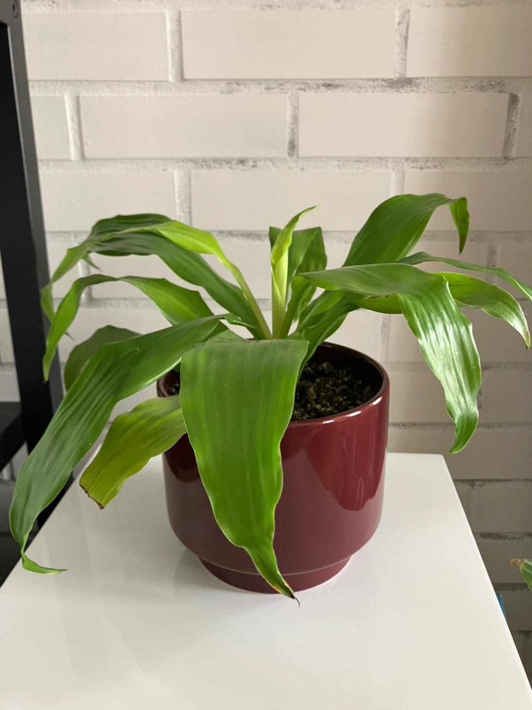 Dracaena Limelight Houseplant in IKEA planter pot