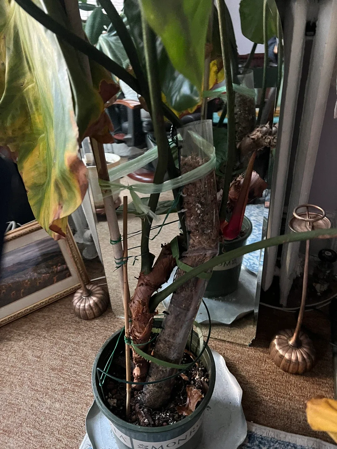 Potted Philodendron Plant image indicator(2)