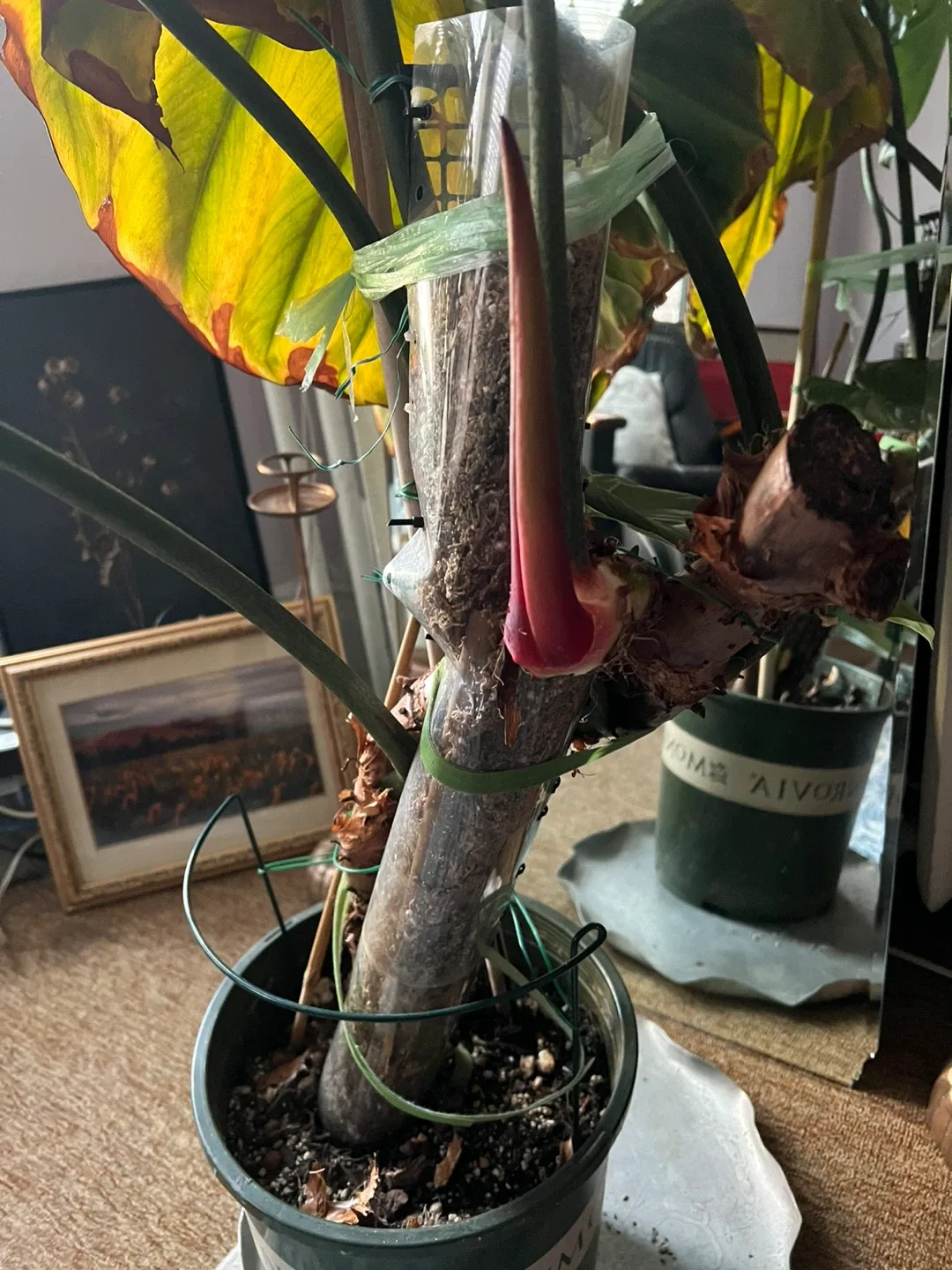 Potted Philodendron Plant image indicator(5)