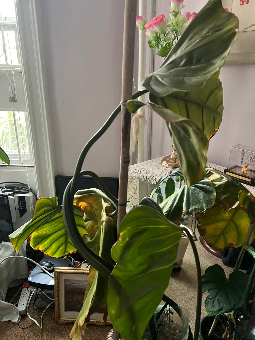 Potted Philodendron Plant image indicator(3)
