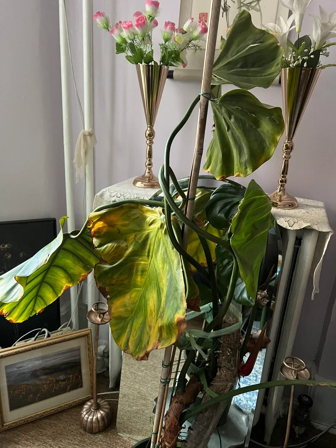 Potted Philodendron Plant