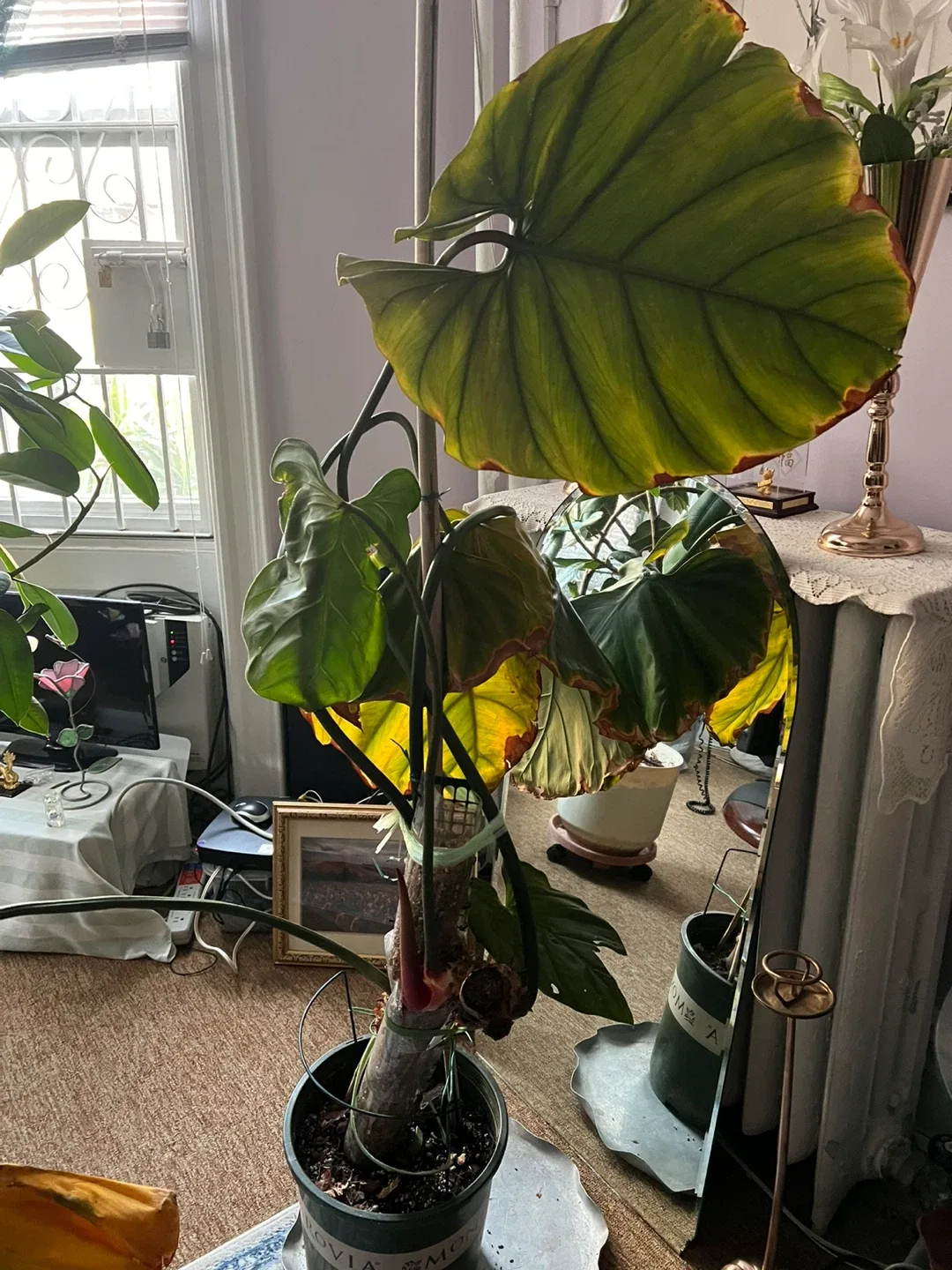 Potted Philodendron Plant image indicator(4)