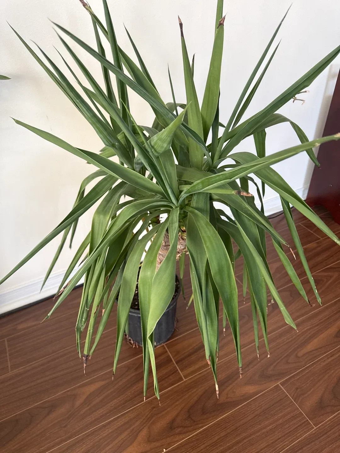 Yucca Plant