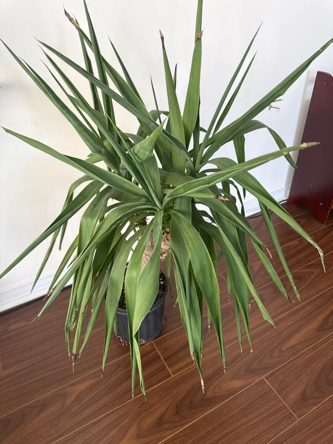 Yucca Plant image indicator(2)