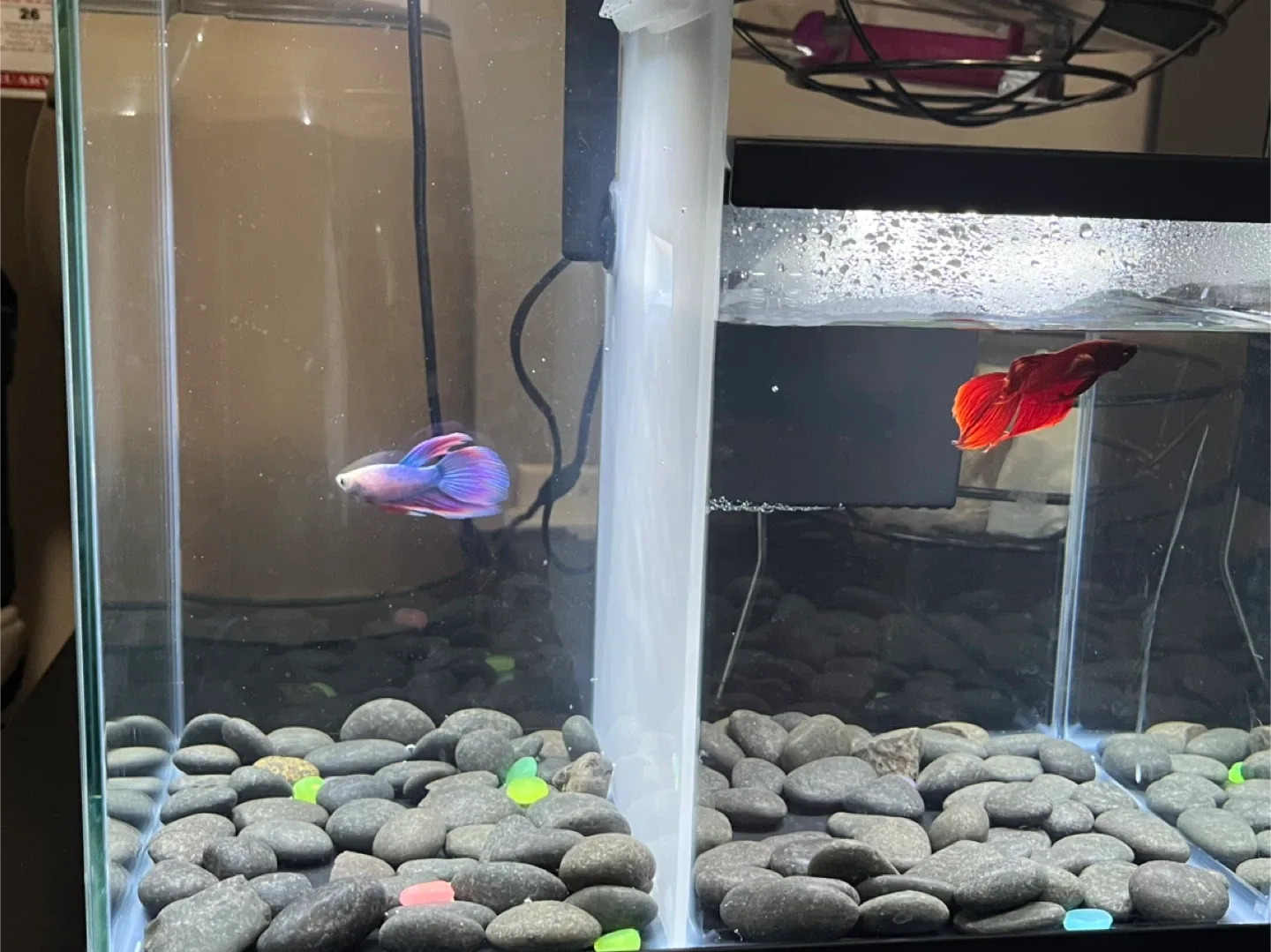 Used Aquarium with Accessories image indicator(10)