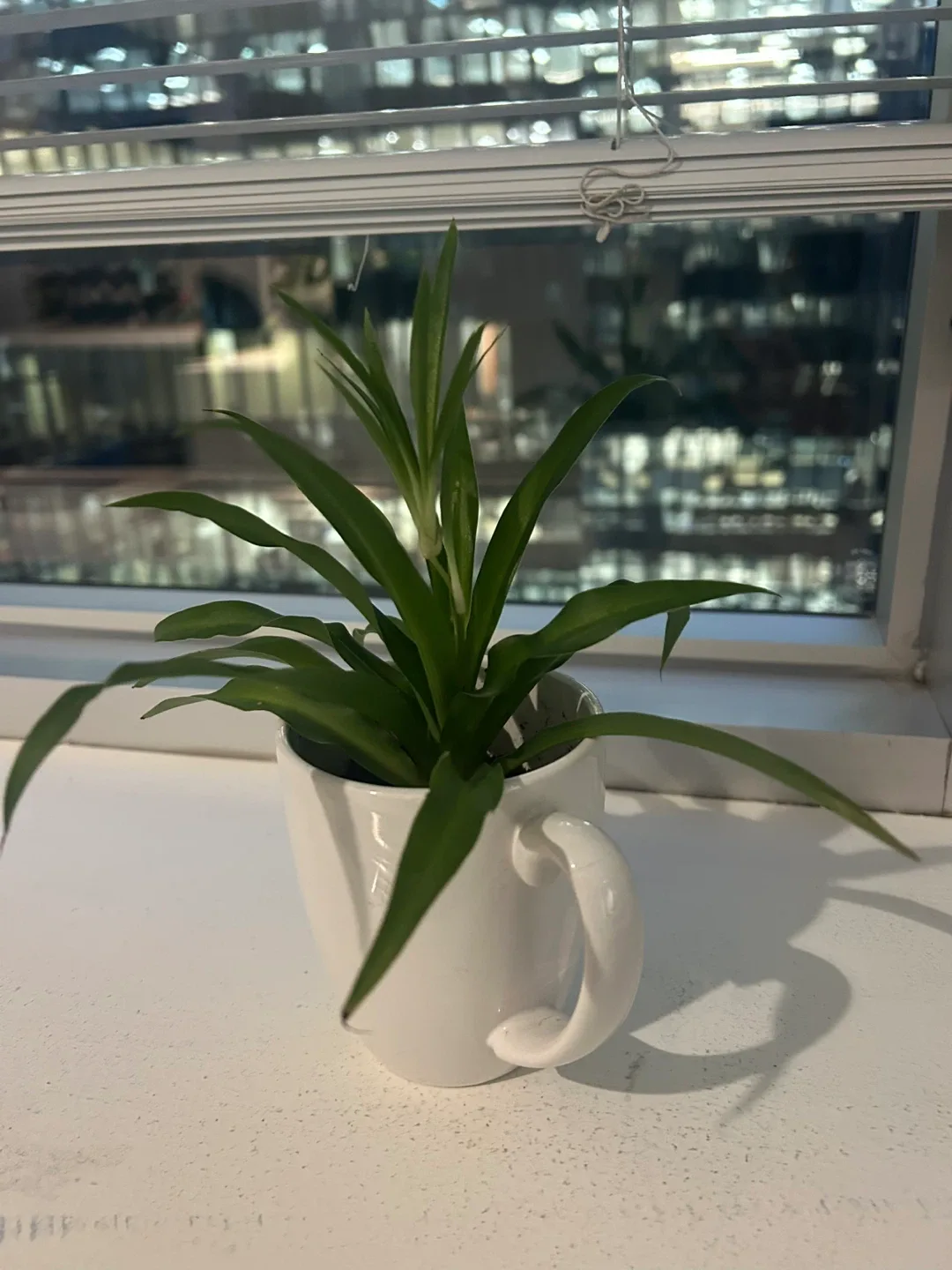 Plant in White Mug