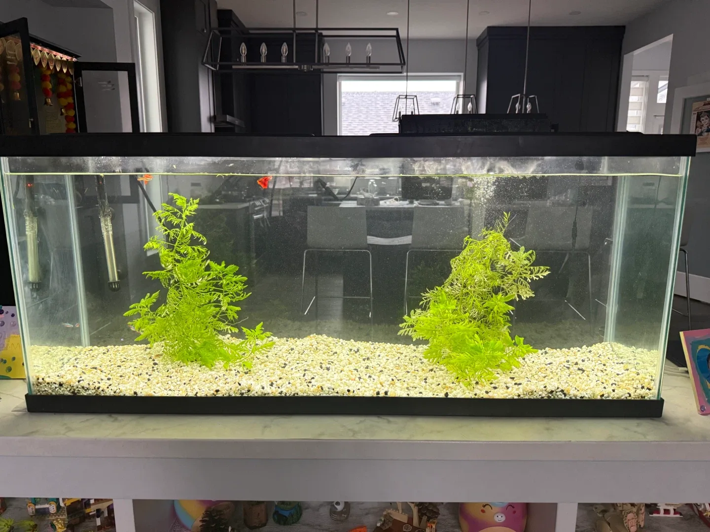 55 gal Entire Aquarium setup with vacuum cleaning kit