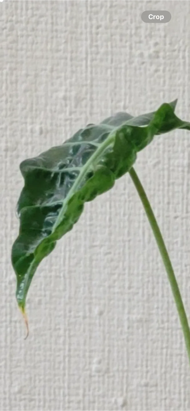 Potted Alocasia Plant