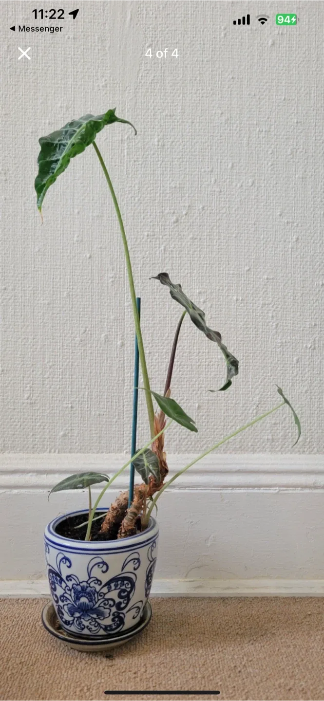 Potted Alocasia Plant image indicator(2)