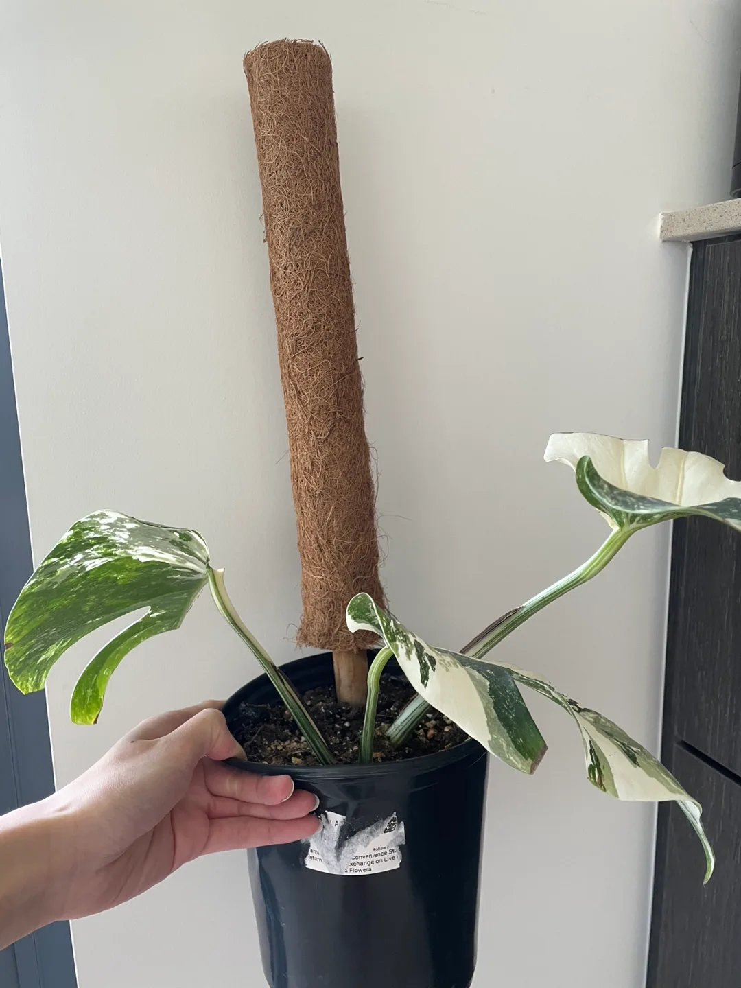 Monstera Albo Plant with Coco Pole