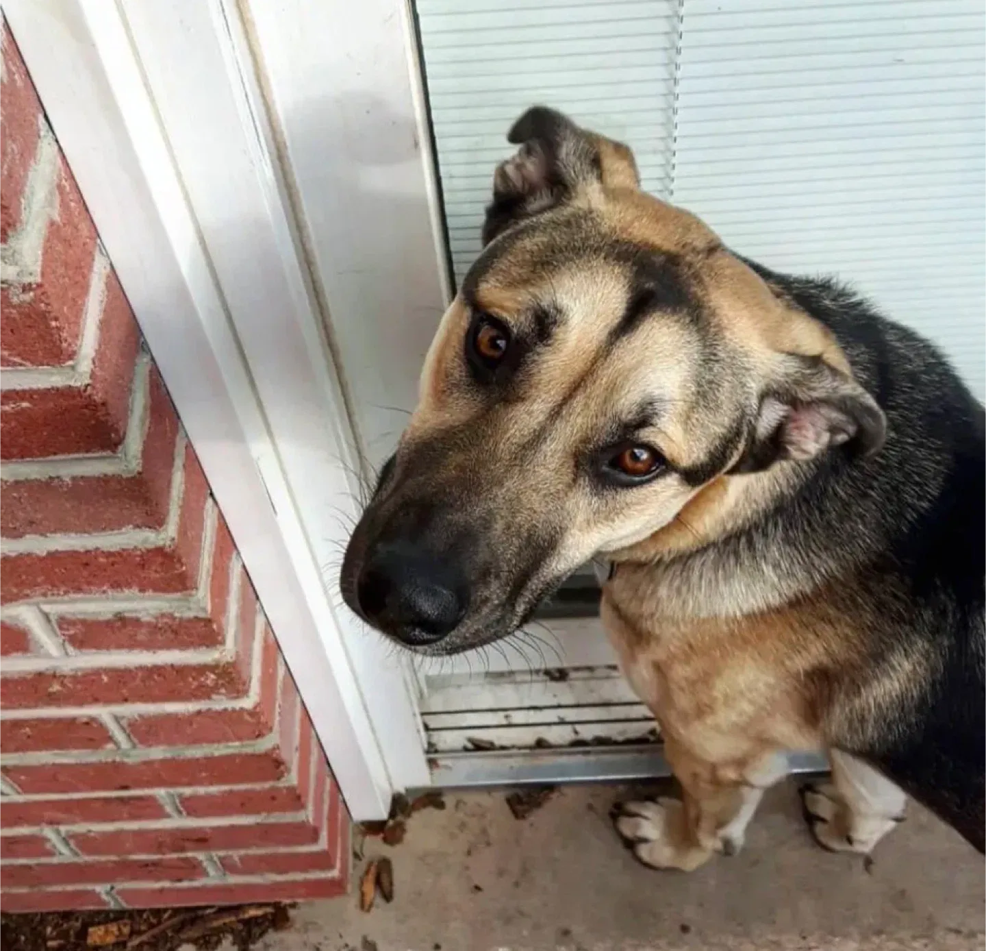 🐾Oakville Pet Sitter🐾