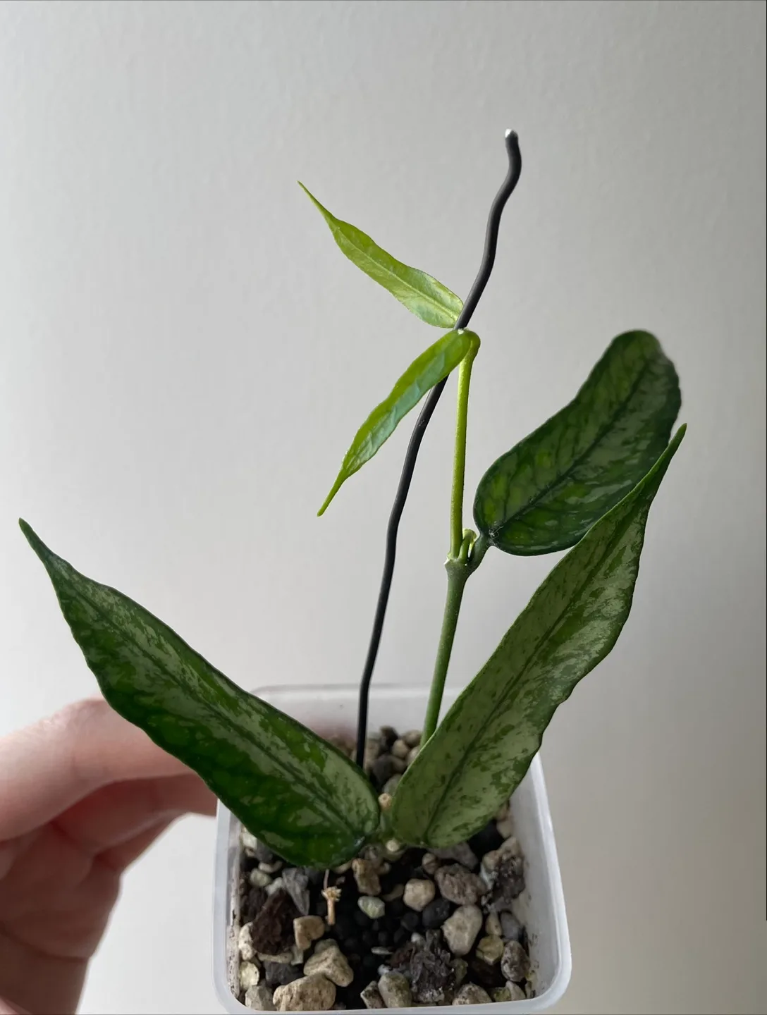 Hoya plant with peduncles