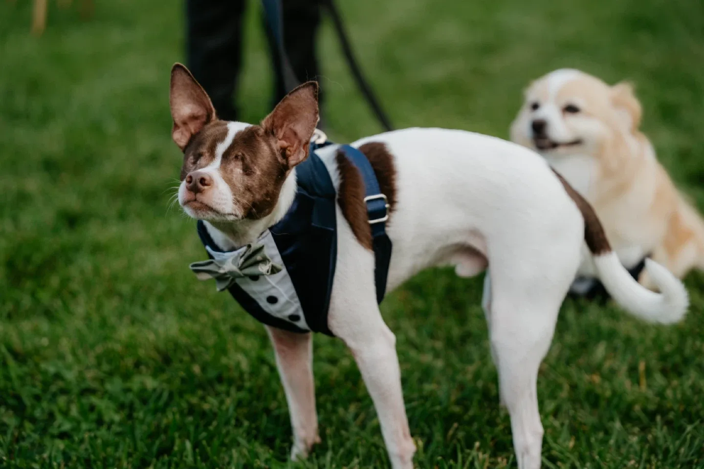 6 yards of Suit Fabric - Navy Blue image indicator(3)
