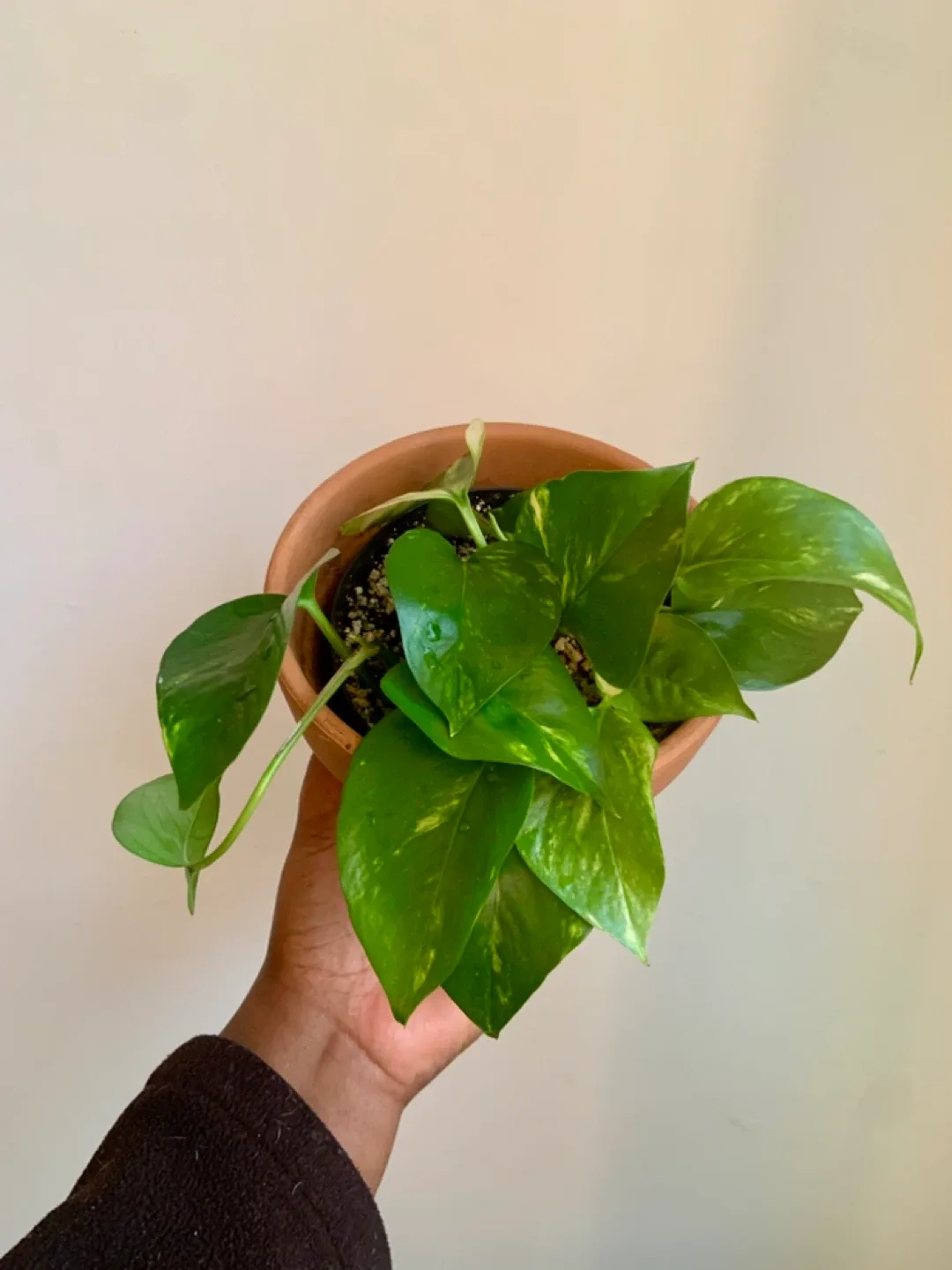 Potted Golden Pothos Plant