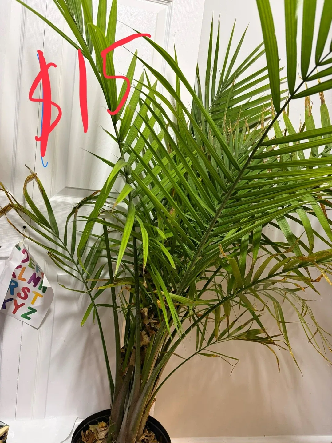 Indoor Palm Plant - $15