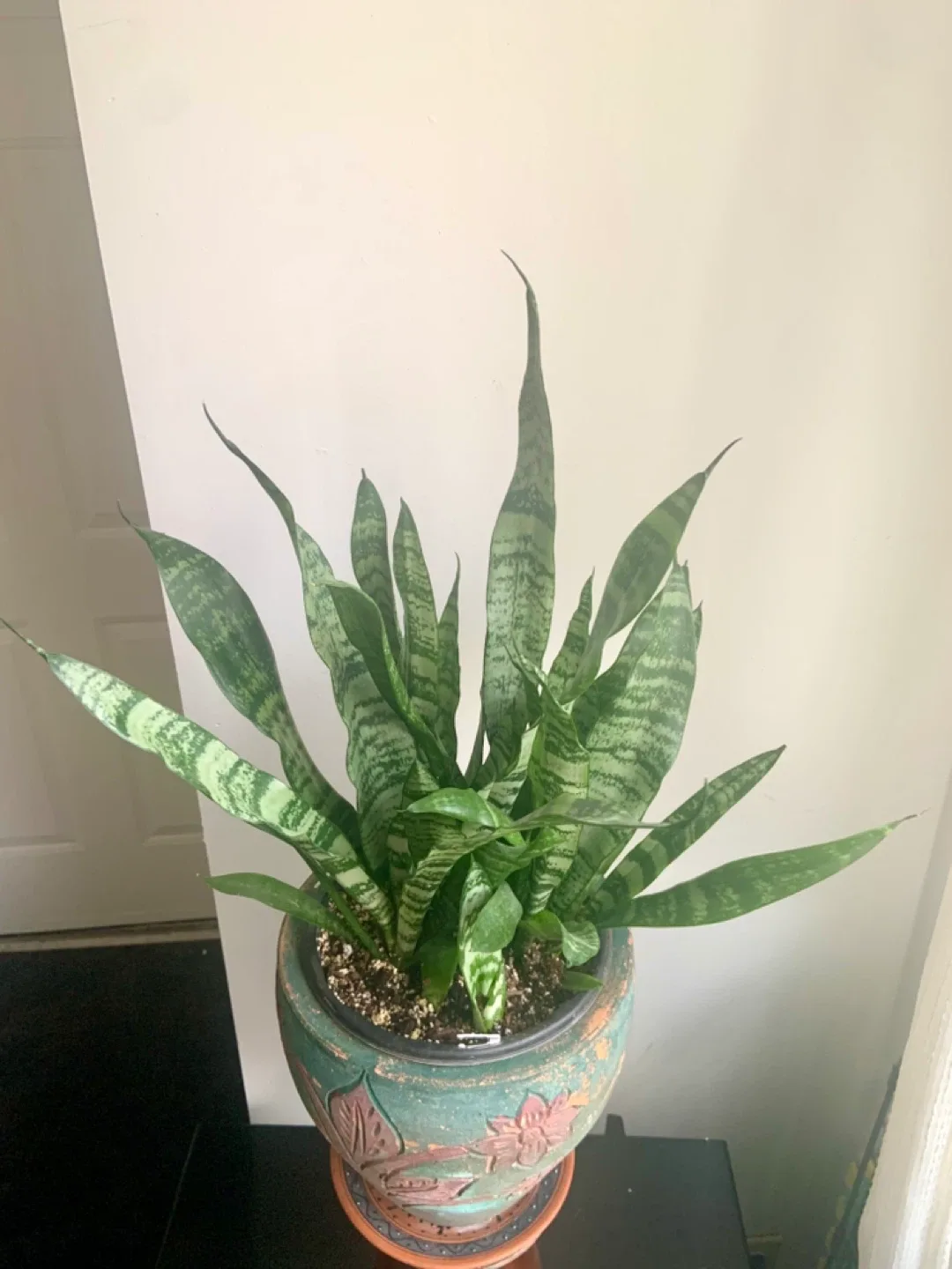 Snake Plant in Decorative Pot image indicator(5)