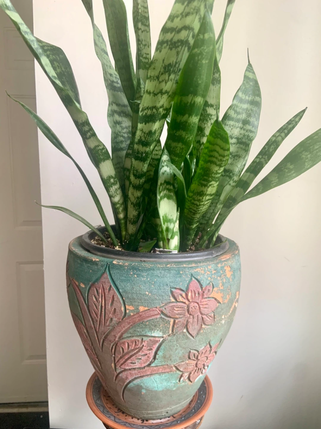 Snake Plant in Decorative Pot - photo 3