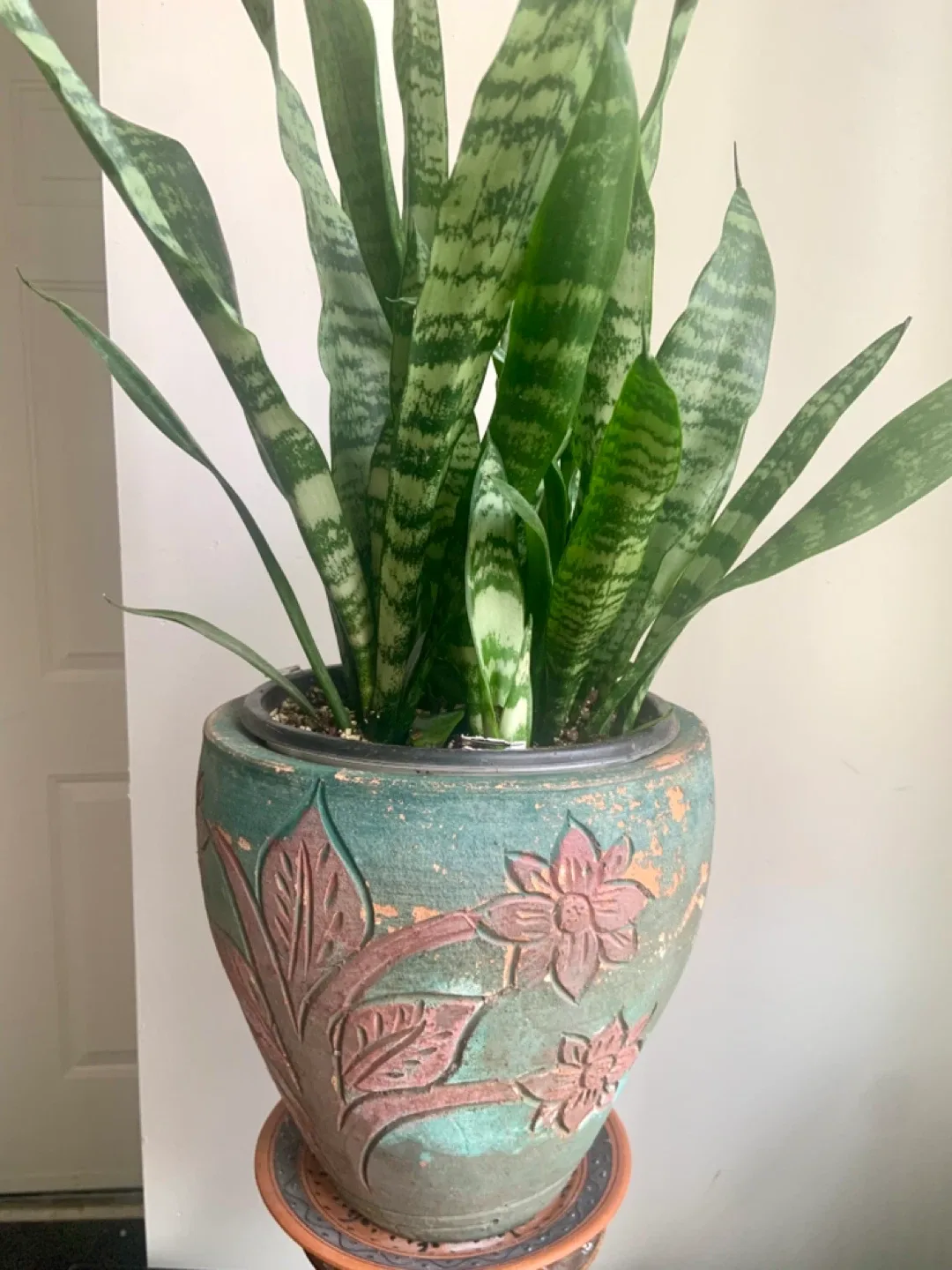 Snake Plant in Decorative Pot image indicator(3)