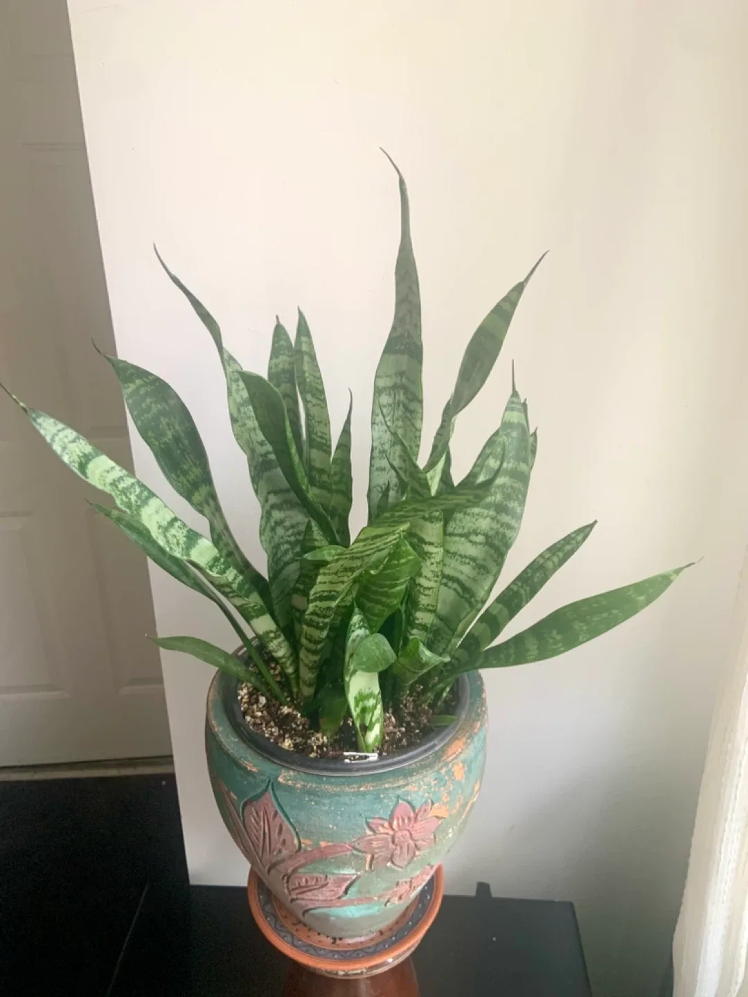 Snake Plant in Decorative Pot image indicator(6)