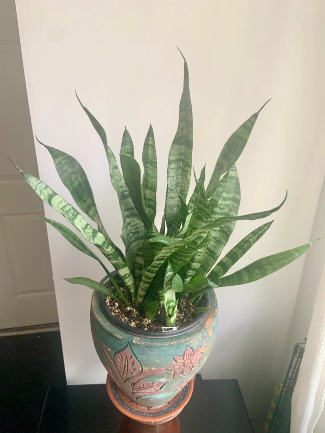 Snake Plant in Decorative Pot - photo 4