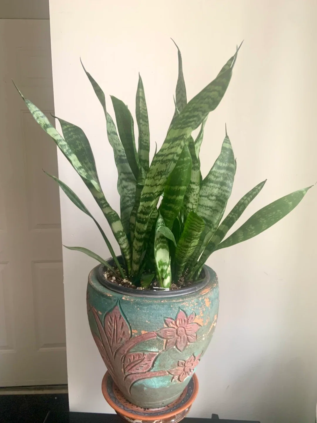 Snake Plant in Decorative Pot