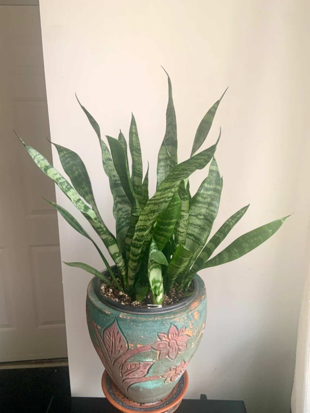 Snake Plant in Decorative Pot - photo 2