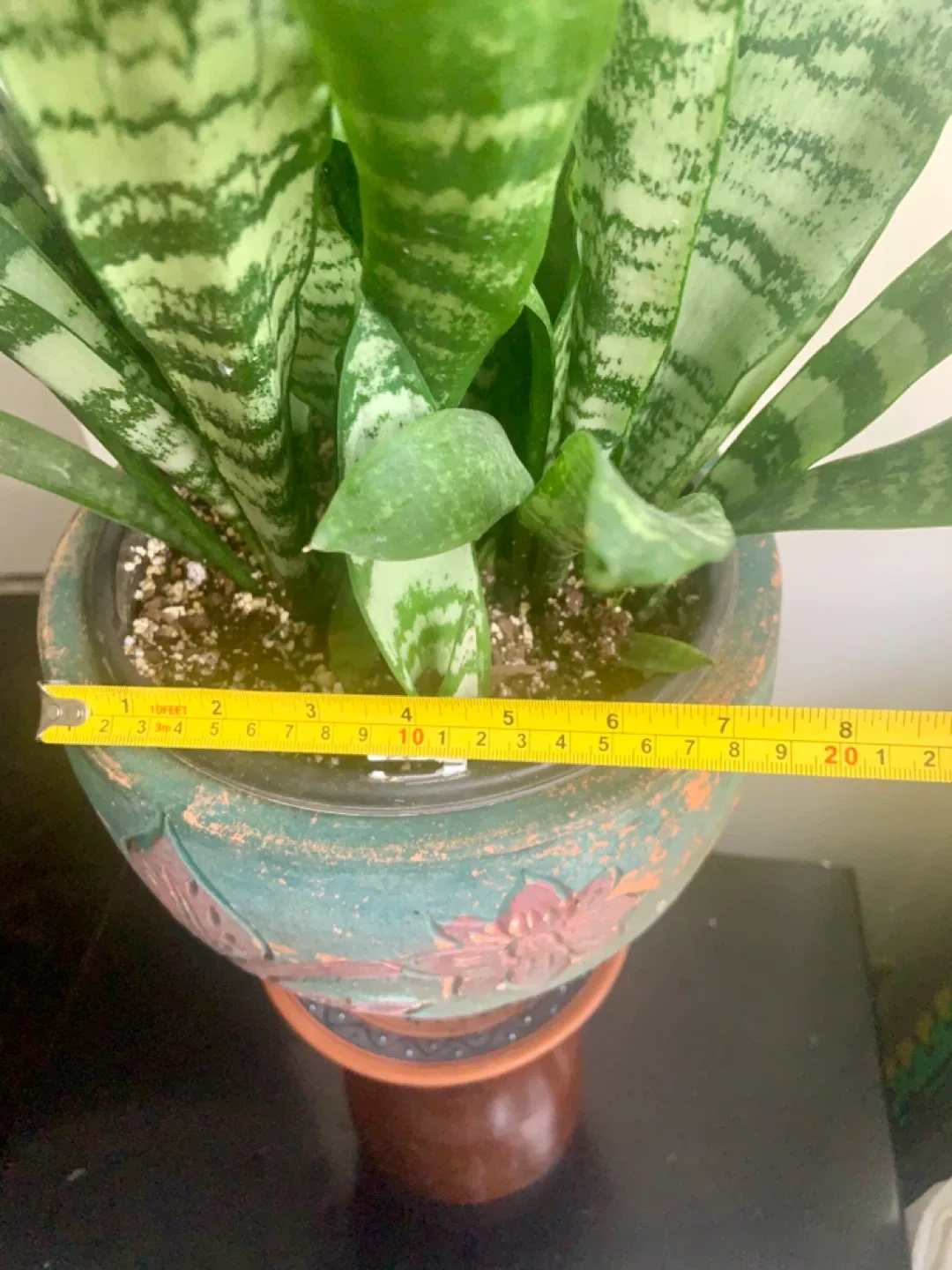 Snake Plant in Decorative Pot image indicator(8)