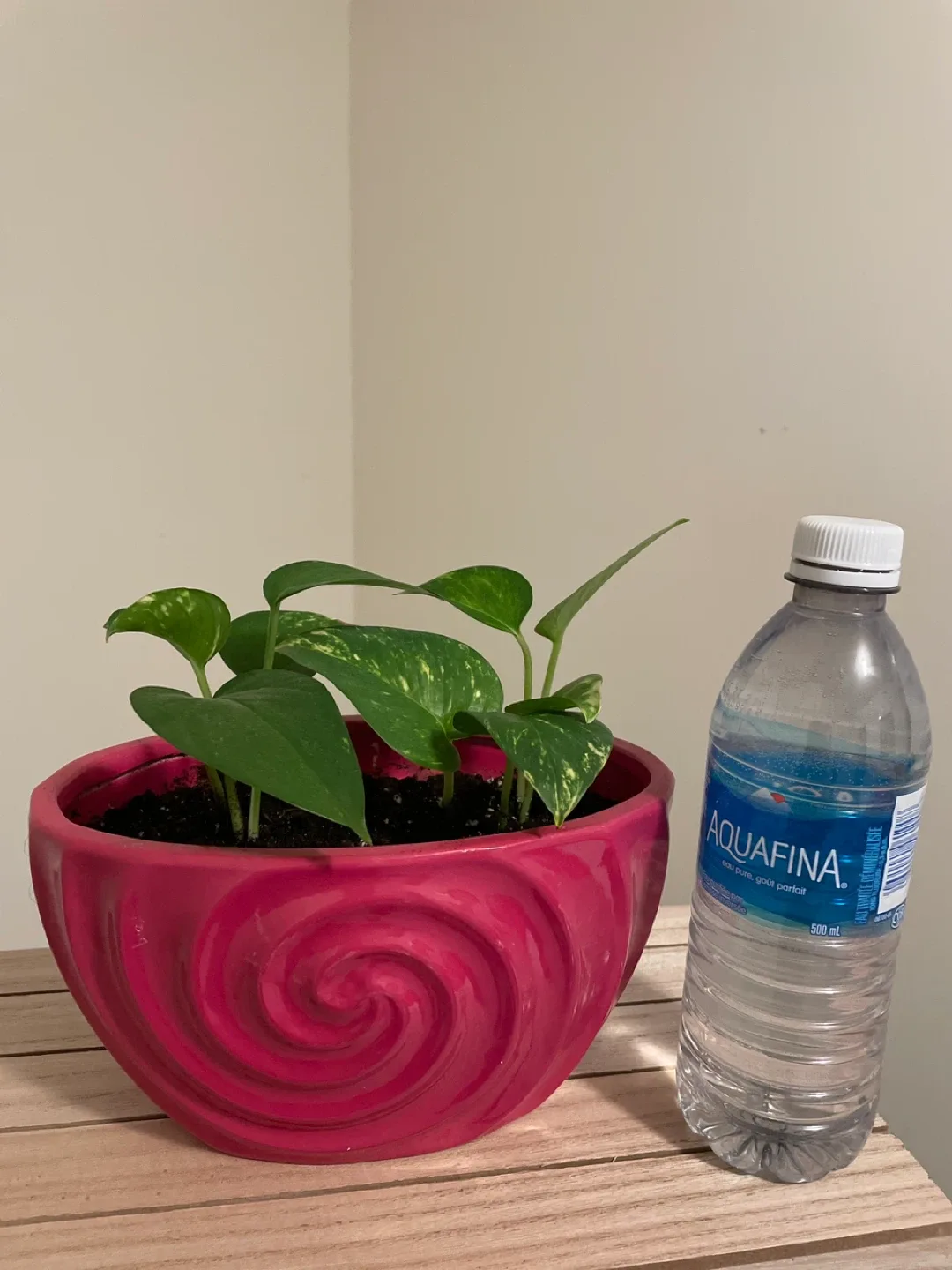 Ceramic Potted Golden Pothos Plant with Stand image indicator(2)