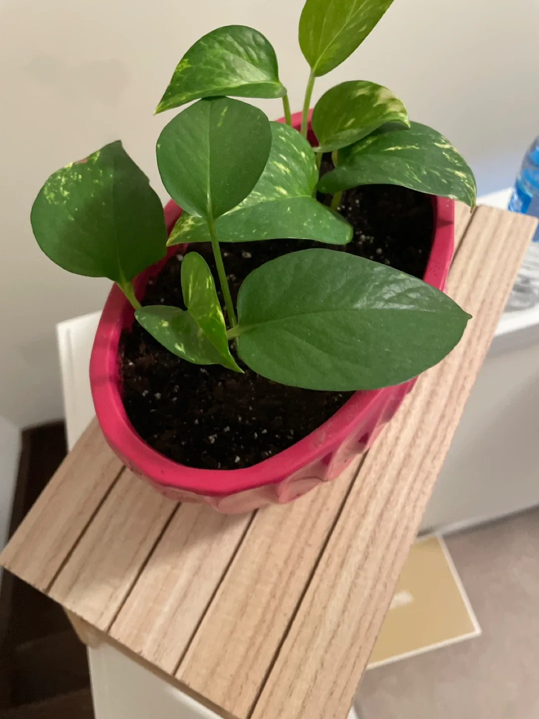 Ceramic Potted Golden Pothos Plant with Stand image indicator(4)