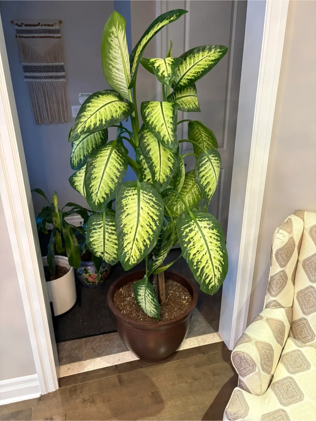 Dieffenbachia Plant image indicator(2)
