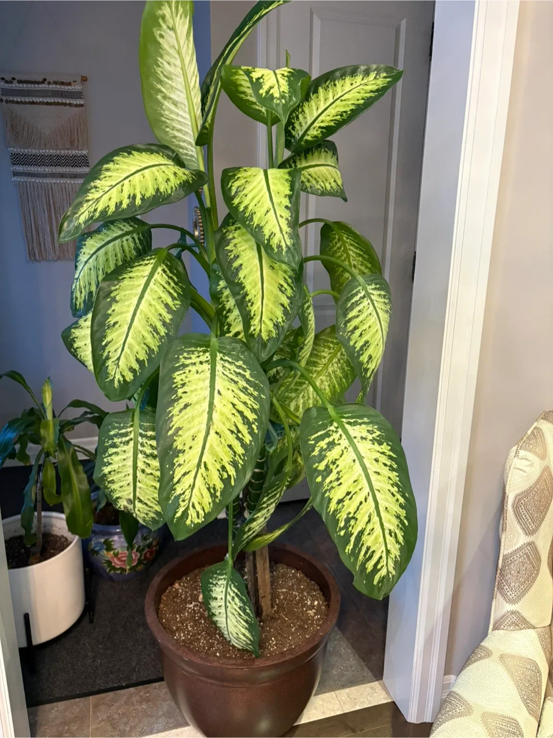 Dieffenbachia Plant