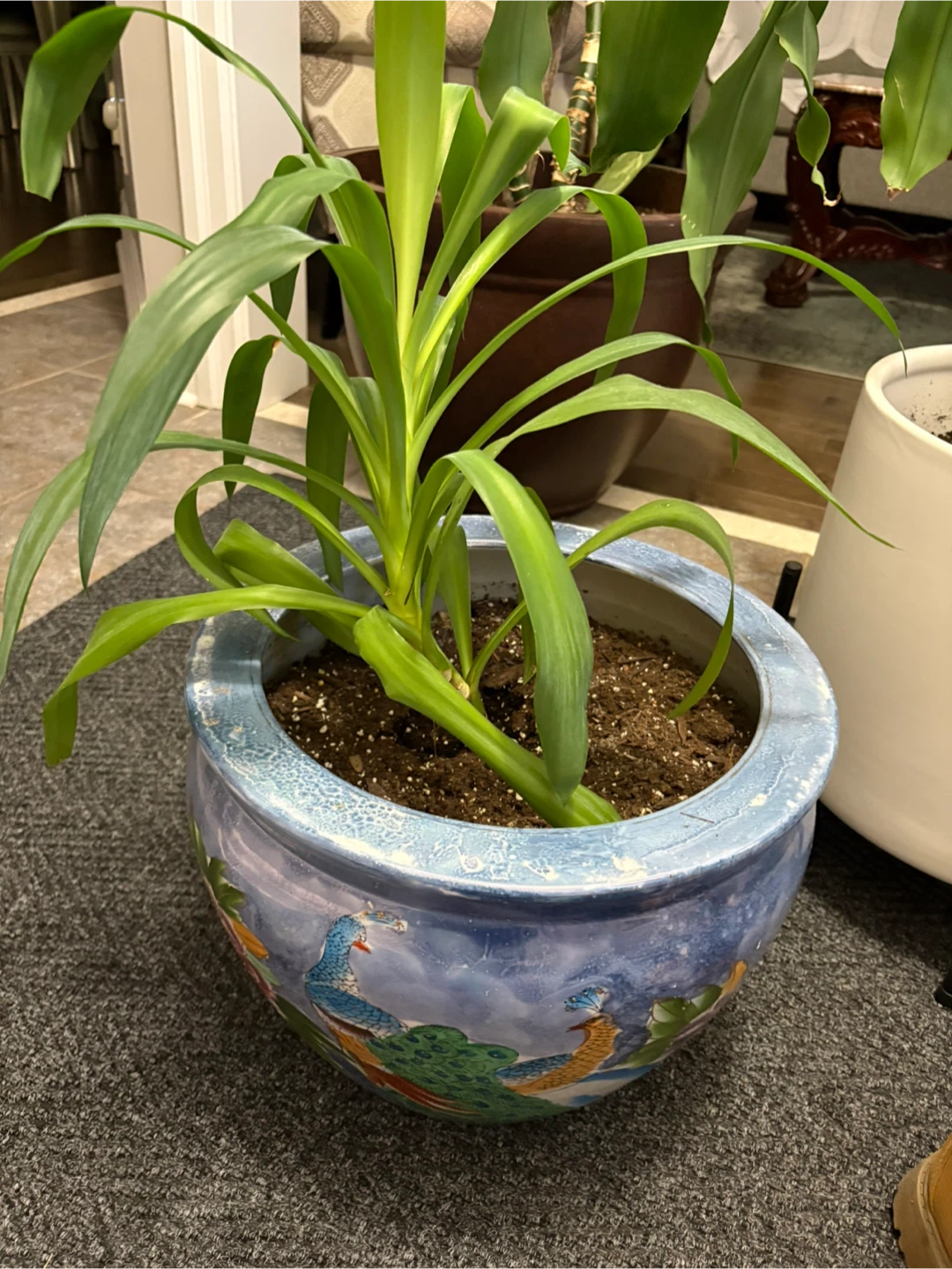Potted Plant with Decorative Pot