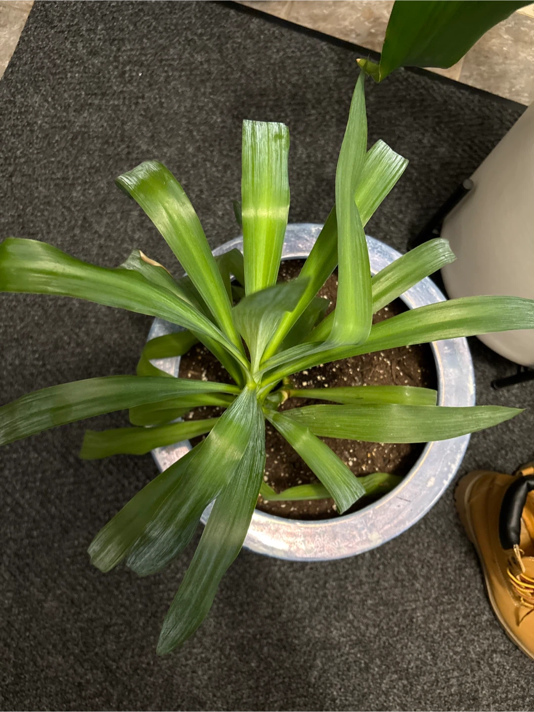 Potted Plant with Decorative Pot - photo 2