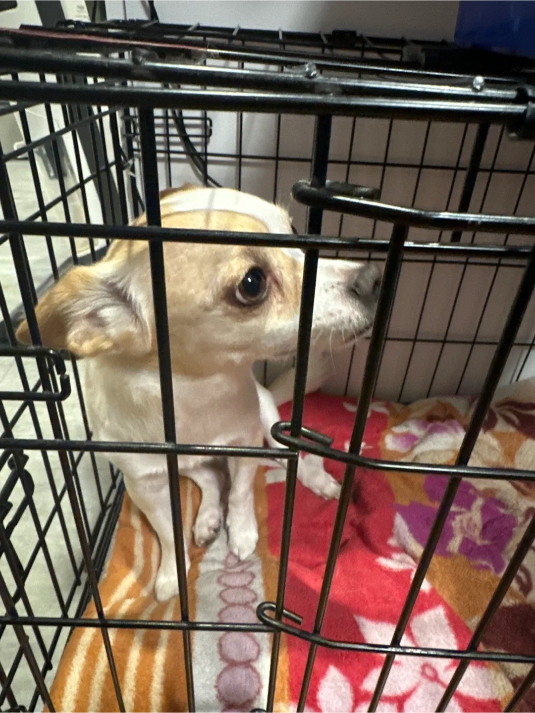 Male chihuahua 3 yrs