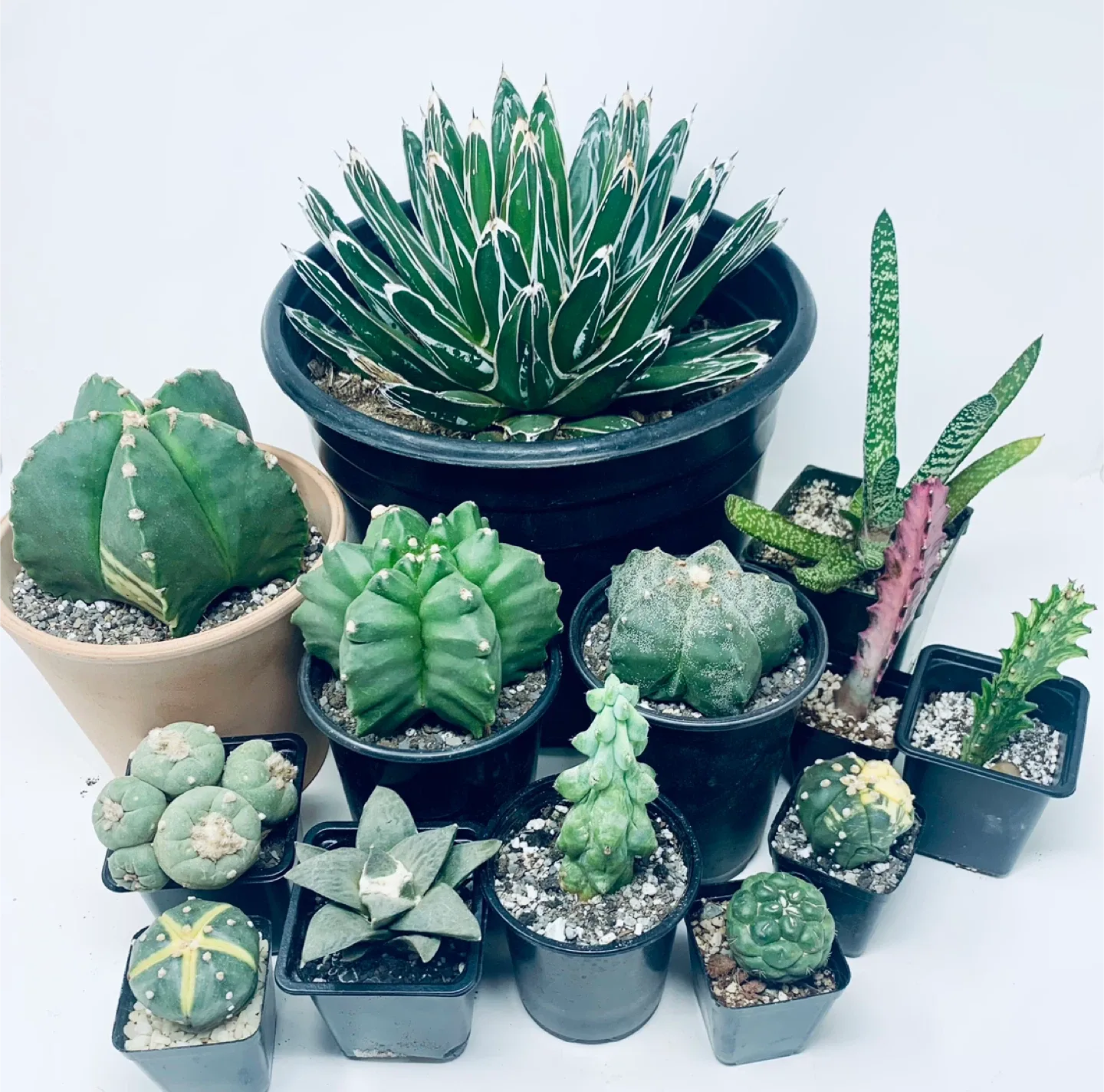 Assorted Cactus Collection