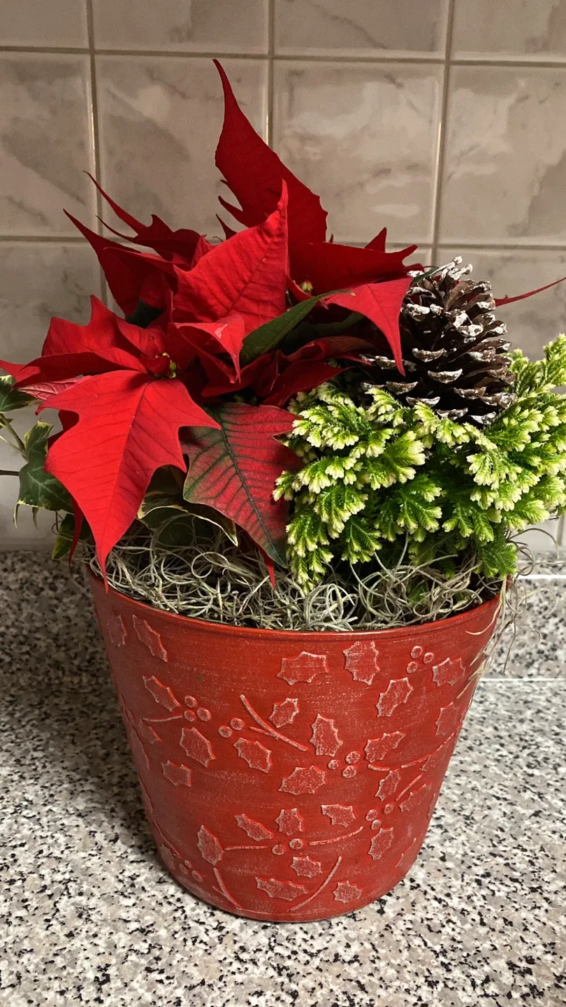 Festive Poinsettia & Pine Cone Arrangement