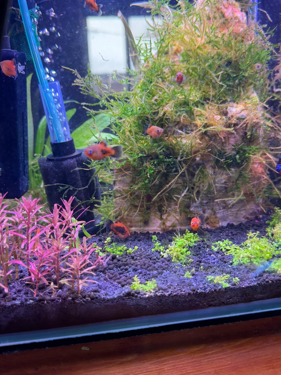 10 red wag platies!