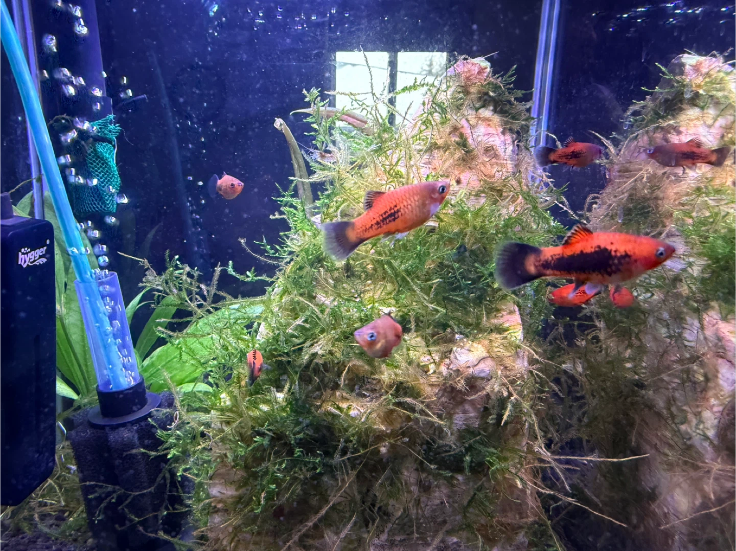 10 red wag platies! - photo 2